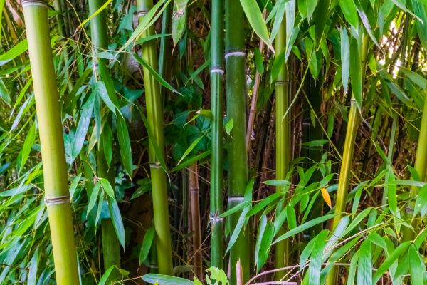 Bamboo Trimming in Santa Ana