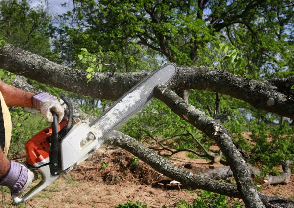 Tree Branch Cutting in Santa Ana