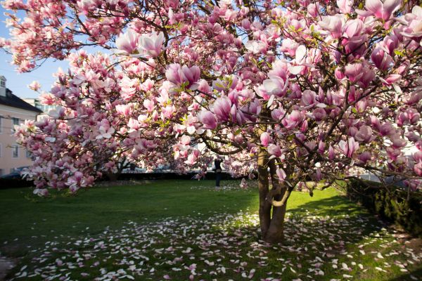 Cost of Ornamental Tree Pruning in Santa Ana