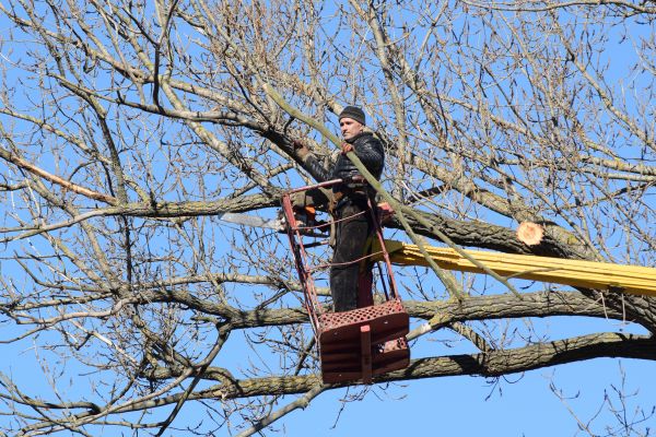 Cost of Emergency Tree Trimming in Santa Ana
