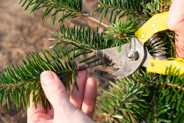 Pine Tree Pruning in Santa Ana