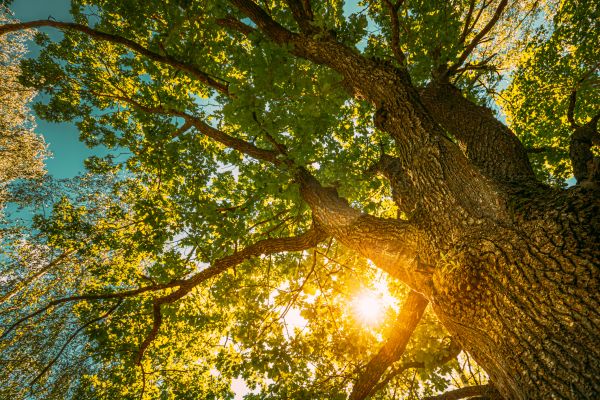 Oak Tree Pruning in Santa Ana