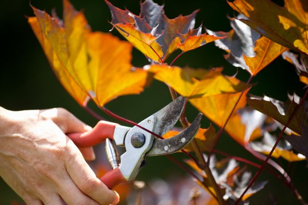 Maple Tree Pruning in Santa Ana
