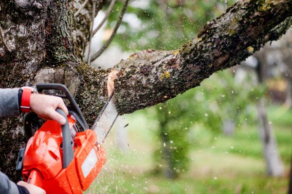 Tree Limbs Removal in Santa Ana