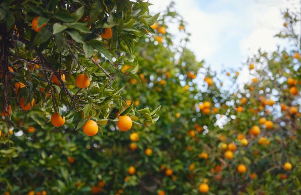 Citrus Tree Pruning