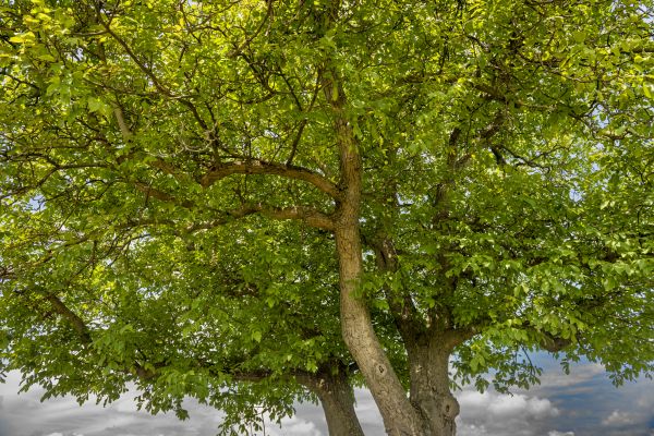 Walnut Tree Trimming in Santa Ana