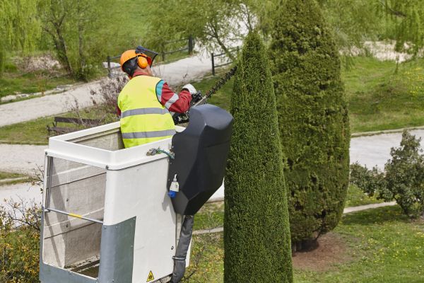 Cypress Tree Pruning in Santa Ana