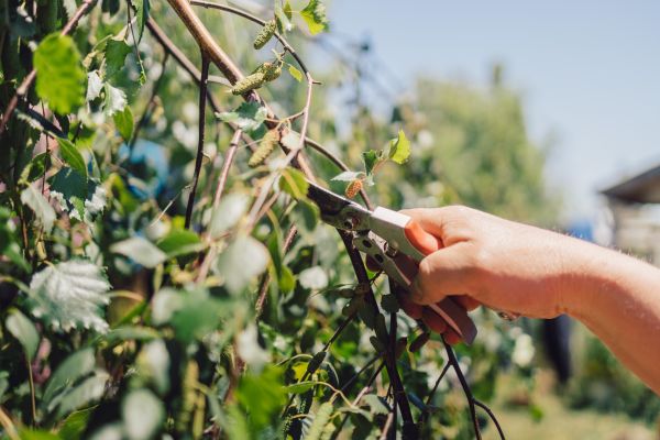 Birch Tree Pruning in Santa Ana