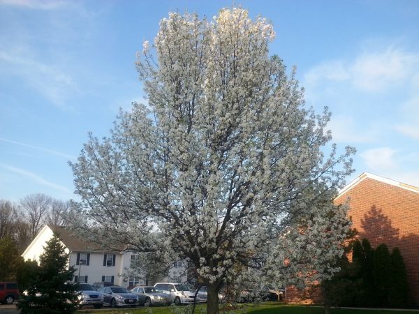 Bradford Pear Tree Pruning in Santa Ana