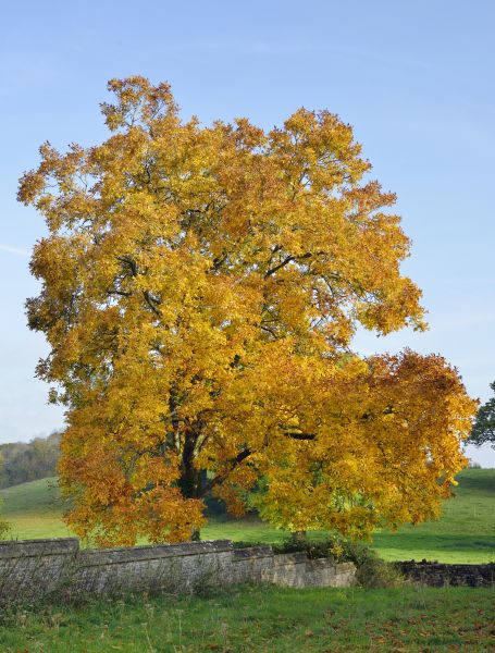 Hickory Tree Trimming Service