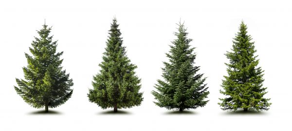 Cost of Pine Tree Trimming in Santa Ana