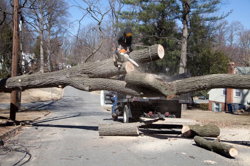 Tree Removal Near Power Lines