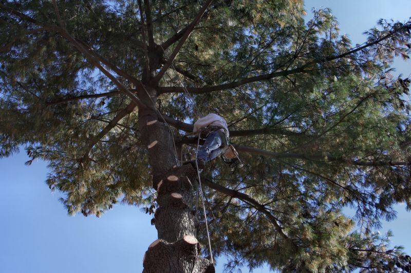 Custom Tree Care Plans