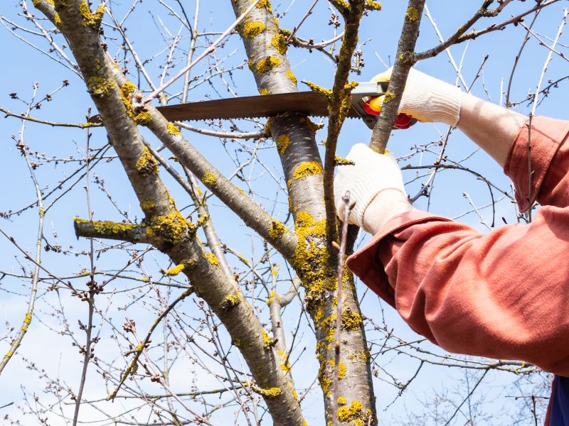 Seasonal Tree Care